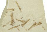 Crane Fly (Tipulidae) Mortality Plate - Green River Formation #360060-1